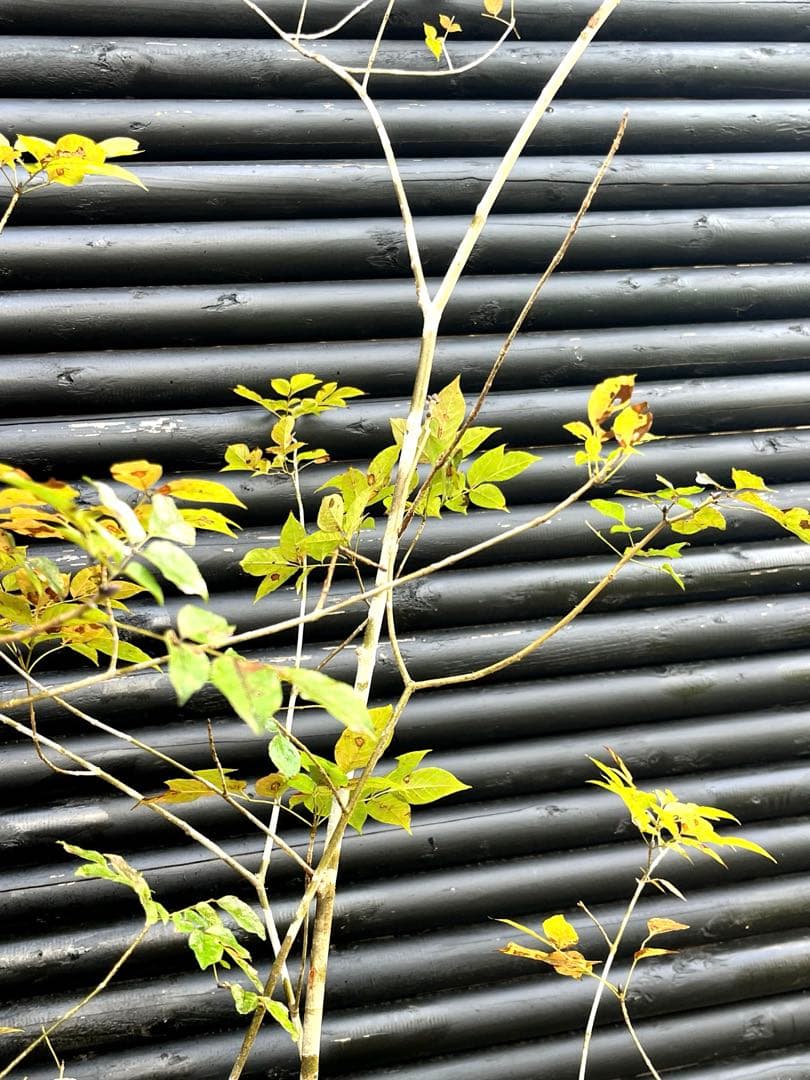 山採り天然　アオダモ　5本株立ち　300