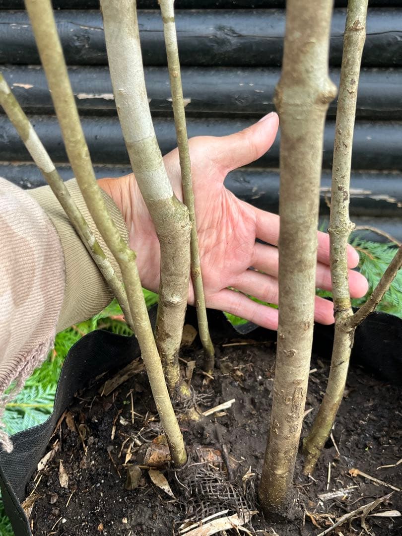 山採り天然　アオダモ　5本株立ち　300