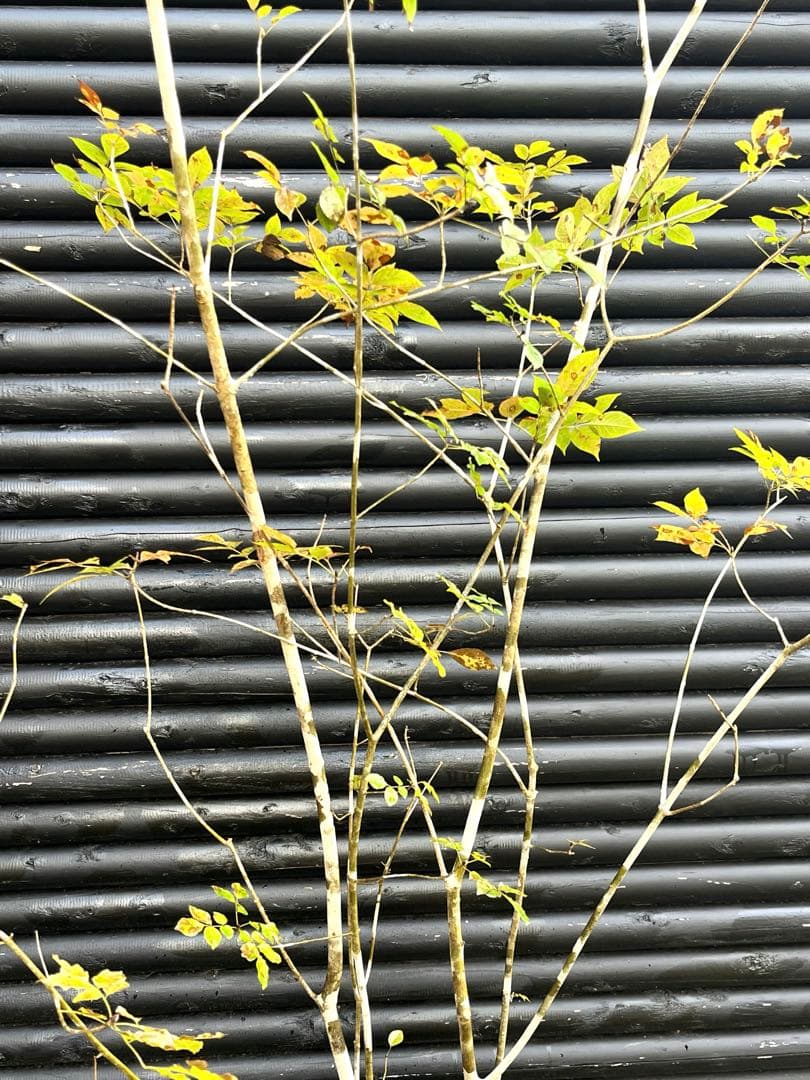 山採り天然　アオダモ　5本株立ち　300