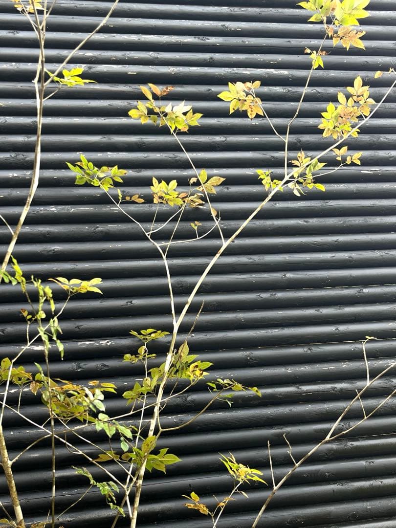 山採り天然　アオダモ　5本株立ち　300