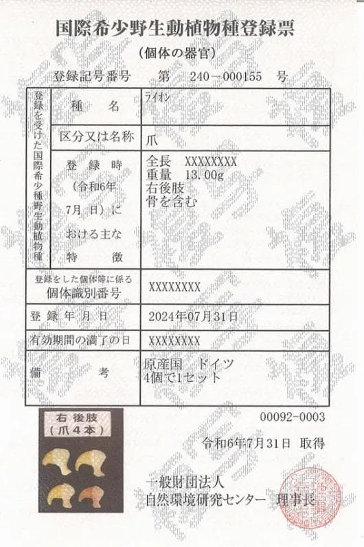 高品質！バーバリーライオン 右後肢（爪4本付）骨格　※登録票付