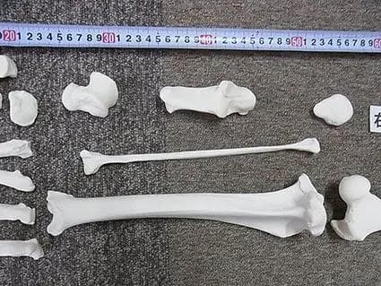 高品質！バーバリーライオン 右後肢（爪4本付）骨格　※登録票付