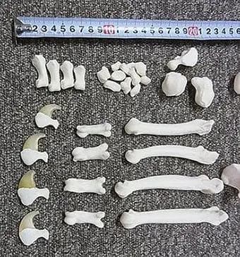 高品質！バーバリーライオン 右後肢（爪4本付）骨格　※登録票付