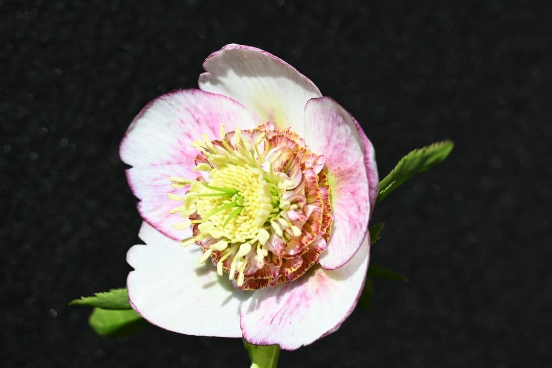 クリスマスローズ　認定プリマヴェーラsd多弁系　加藤農園