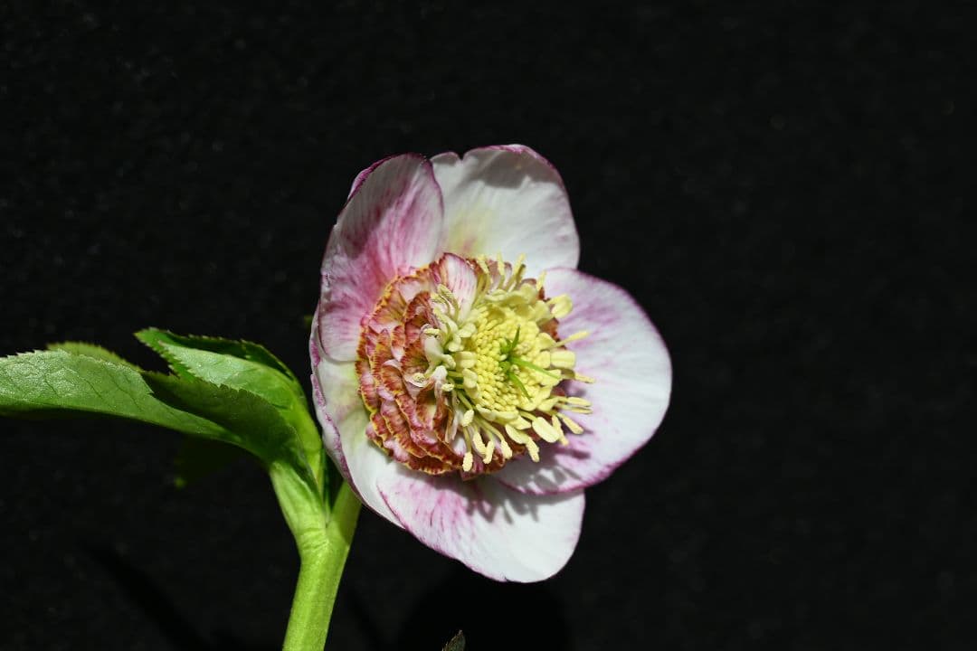 クリスマスローズ　認定プリマヴェーラsd多弁系　加藤農園