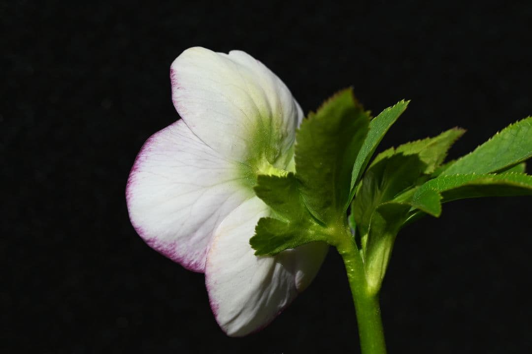 クリスマスローズ　認定プリマヴェーラsd多弁系　加藤農園