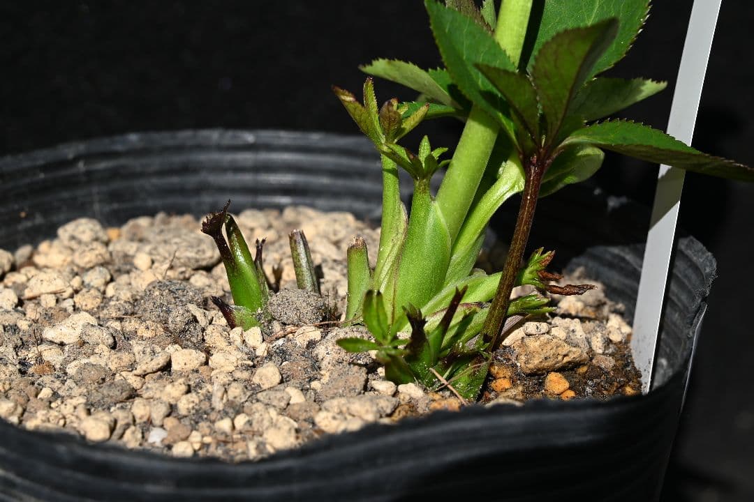 クリスマスローズ　認定プリマヴェーラsd多弁系　加藤農園