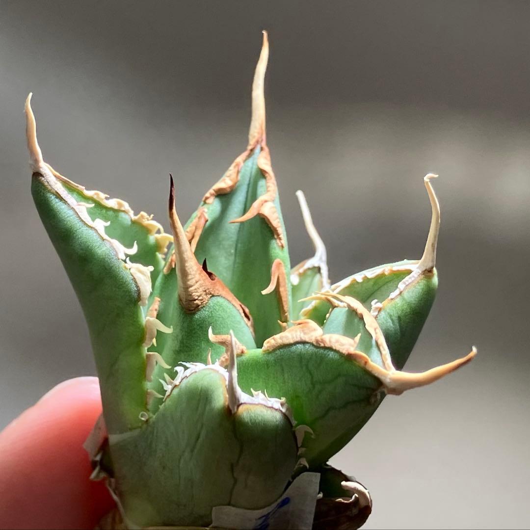 p*6様 【初売りオークション】38 REZA産　イラン株　強棘　アガベ　アング