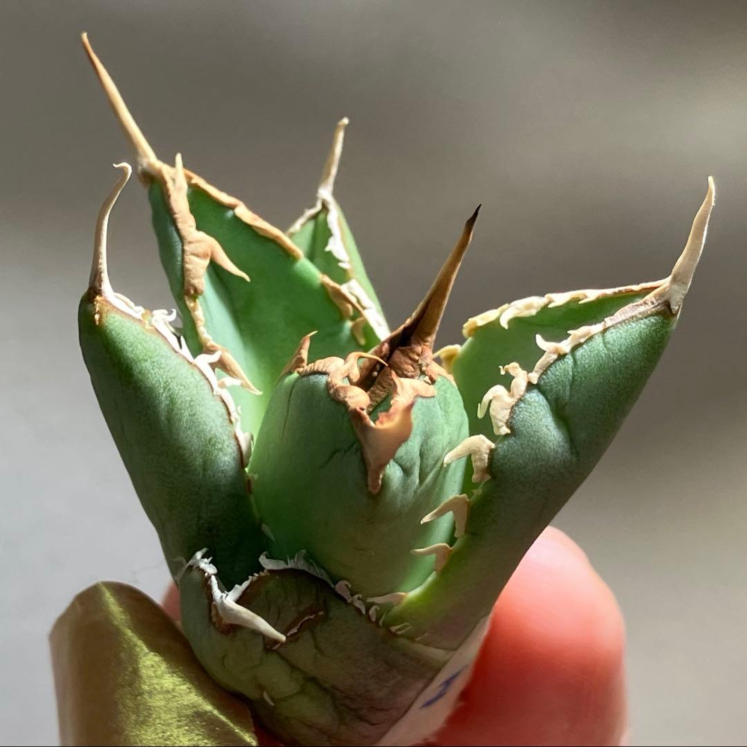 p*6様 【初売りオークション】38 REZA産　イラン株　強棘　アガベ　アング