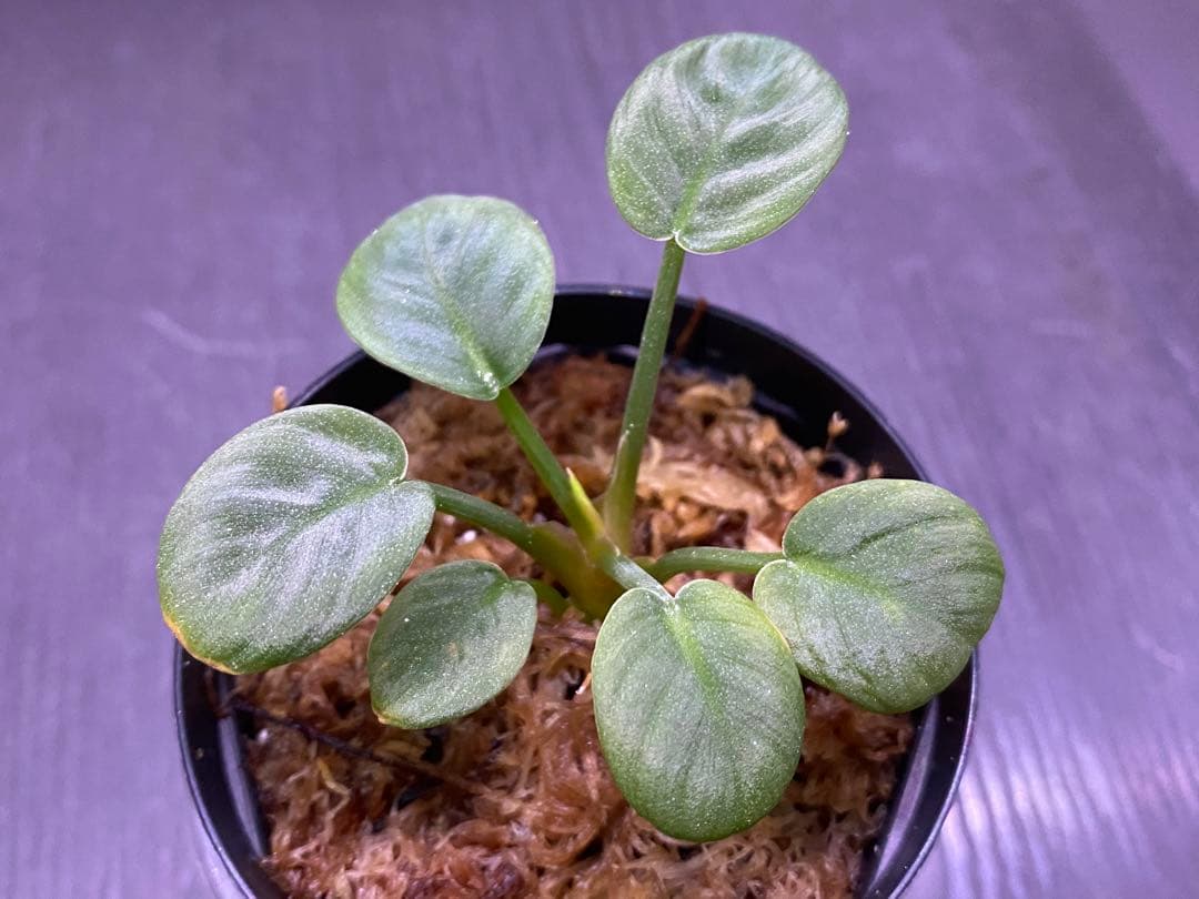 ホマロメナ/ Homalomena sp.“月輪” 【LA0318-01】 子株