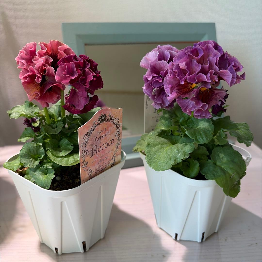 ✿Dom❤Mia✿プロフ必読✿様　リクエスト　14苗