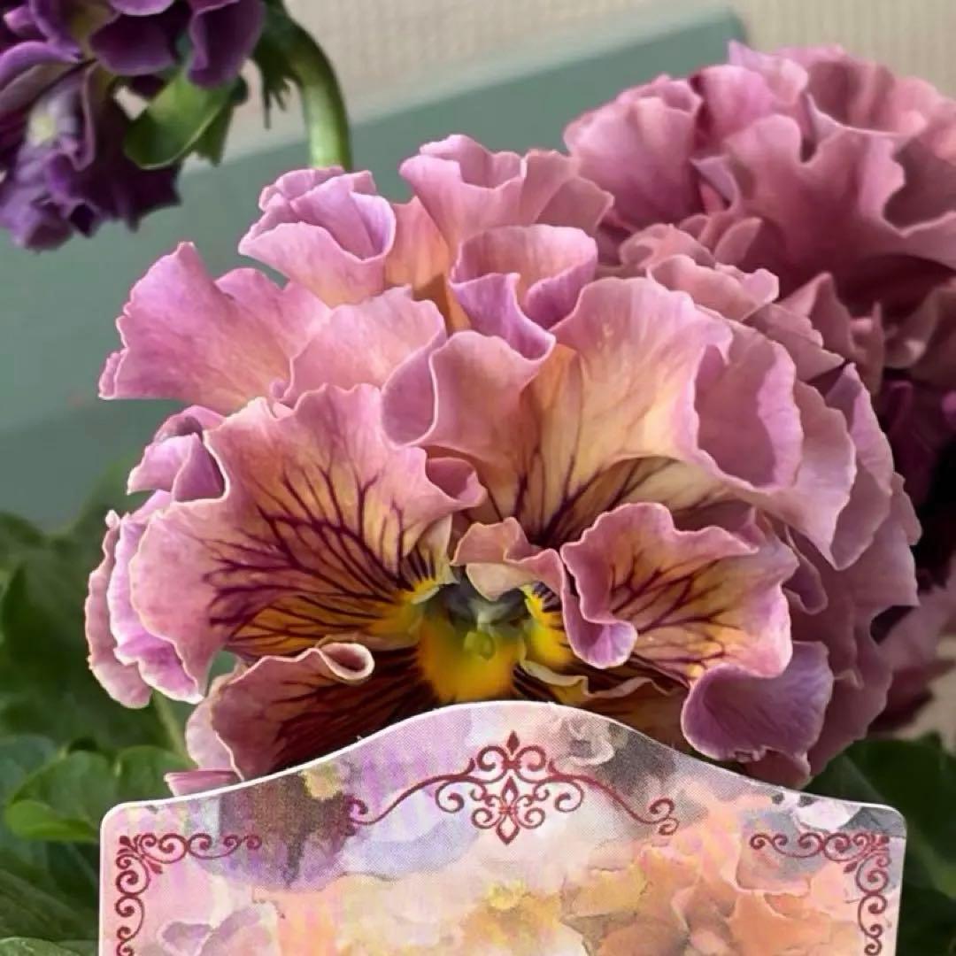 ✿Dom❤Mia✿プロフ必読✿様　リクエスト　14苗