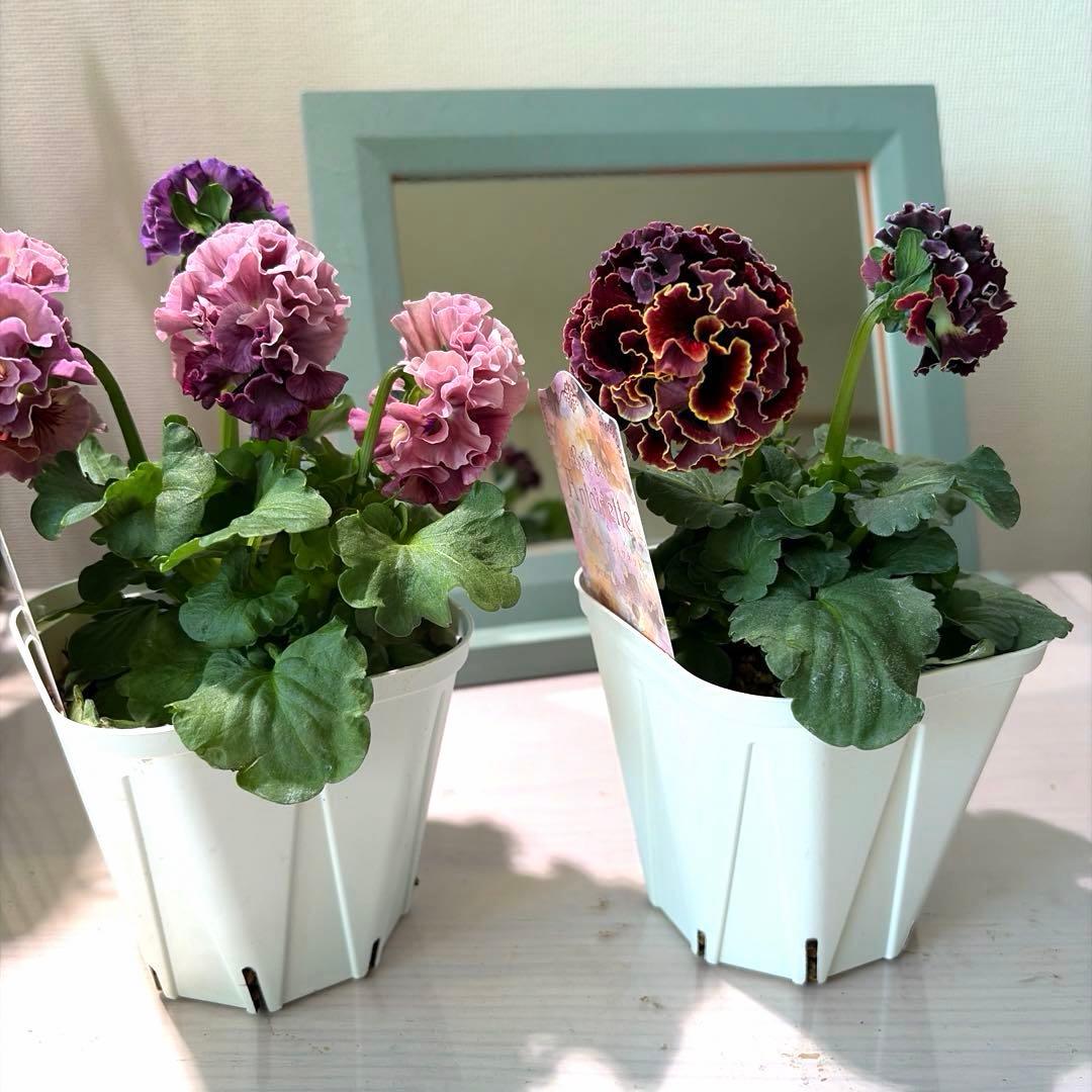 ✿Dom❤Mia✿プロフ必読✿様　リクエスト　14苗