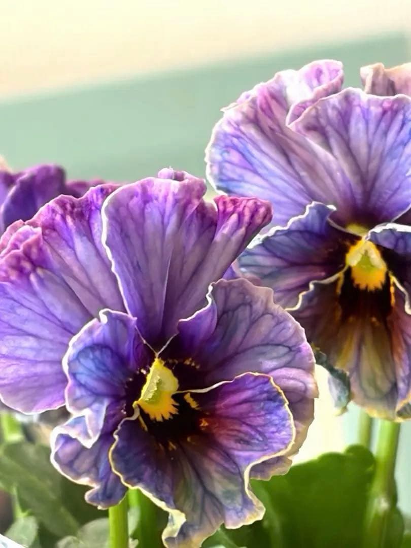 ✿Dom❤Mia✿プロフ必読✿様　リクエスト　14苗