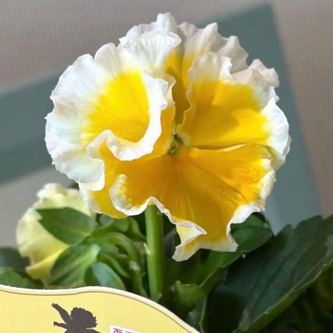 ✿Dom❤Mia✿プロフ必読✿様　リクエスト　14苗