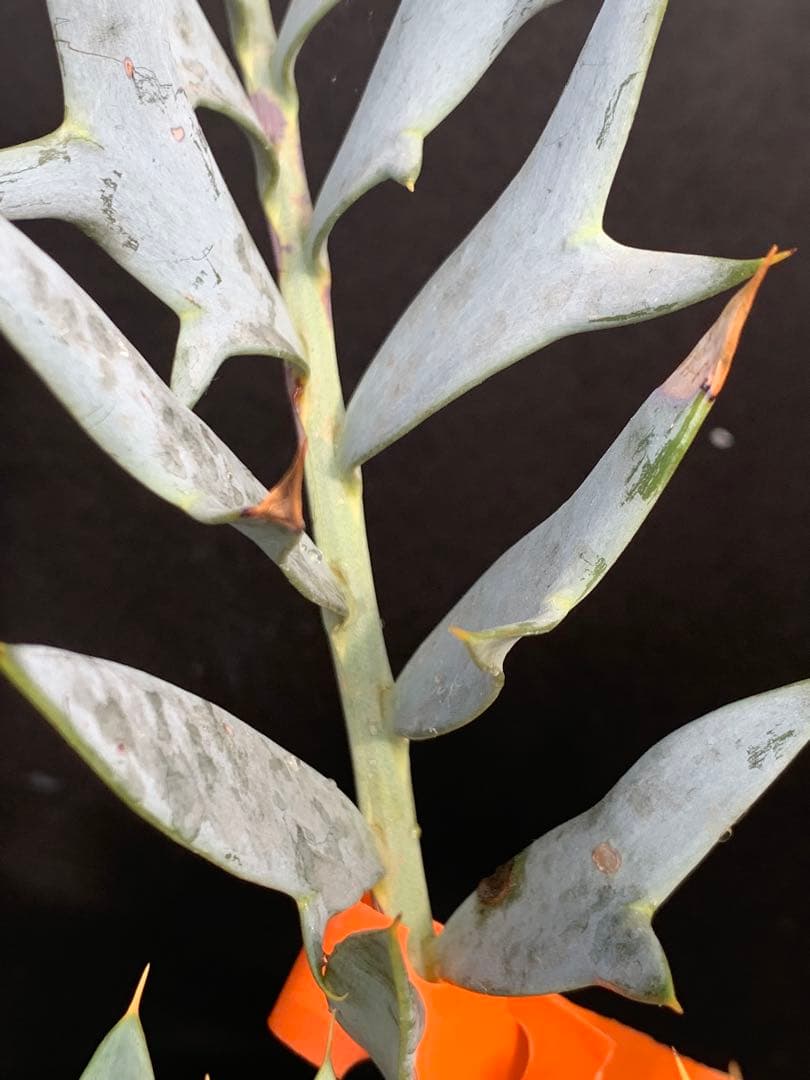 【南ア産・発根済】エンセファラルトス・ホリダス ｜No.4-8