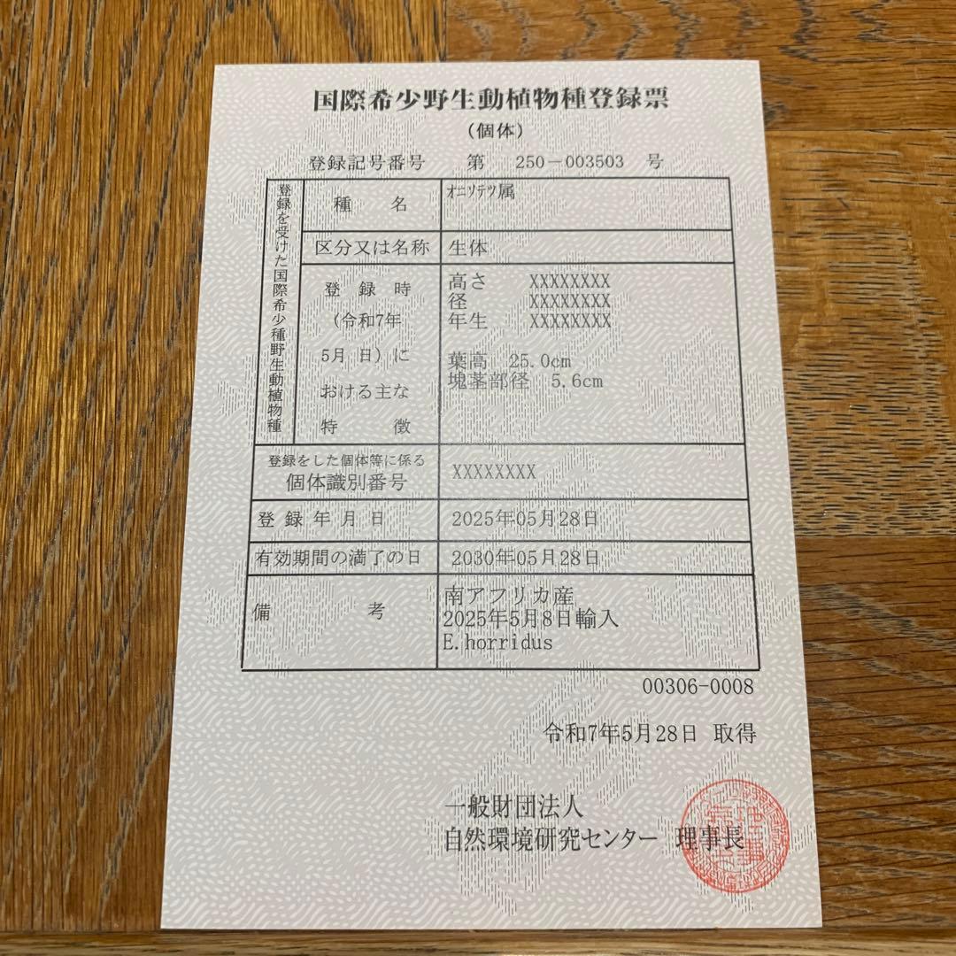 【南ア産・発根済】エンセファラルトス・ホリダス ｜No.4-8