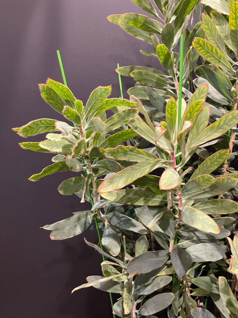 プロテア スサラ 8号 大苗 鉢植え 苗 オージー ネイティブ プランツ