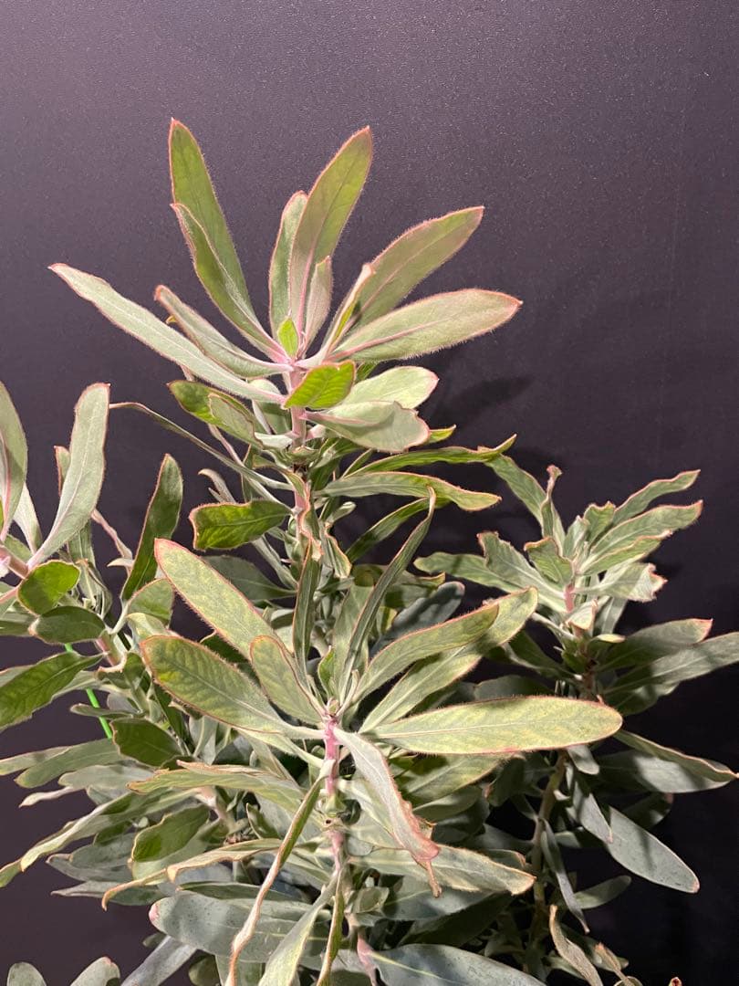 プロテア スサラ 8号 大苗 鉢植え 苗 オージー ネイティブ プランツ