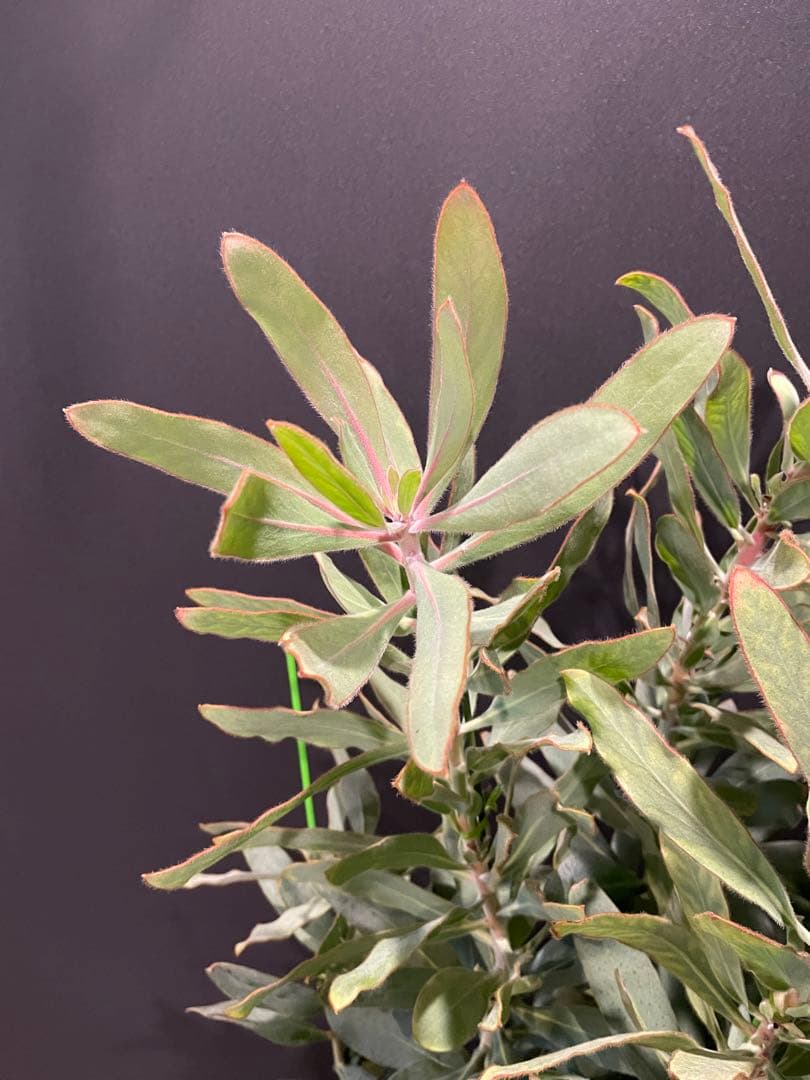 プロテア スサラ 8号 大苗 鉢植え 苗 オージー ネイティブ プランツ