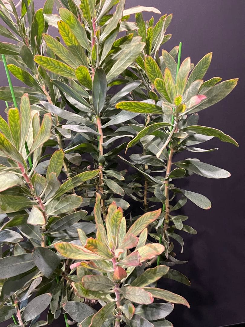 プロテア スサラ 8号 大苗 鉢植え 苗 オージー ネイティブ プランツ