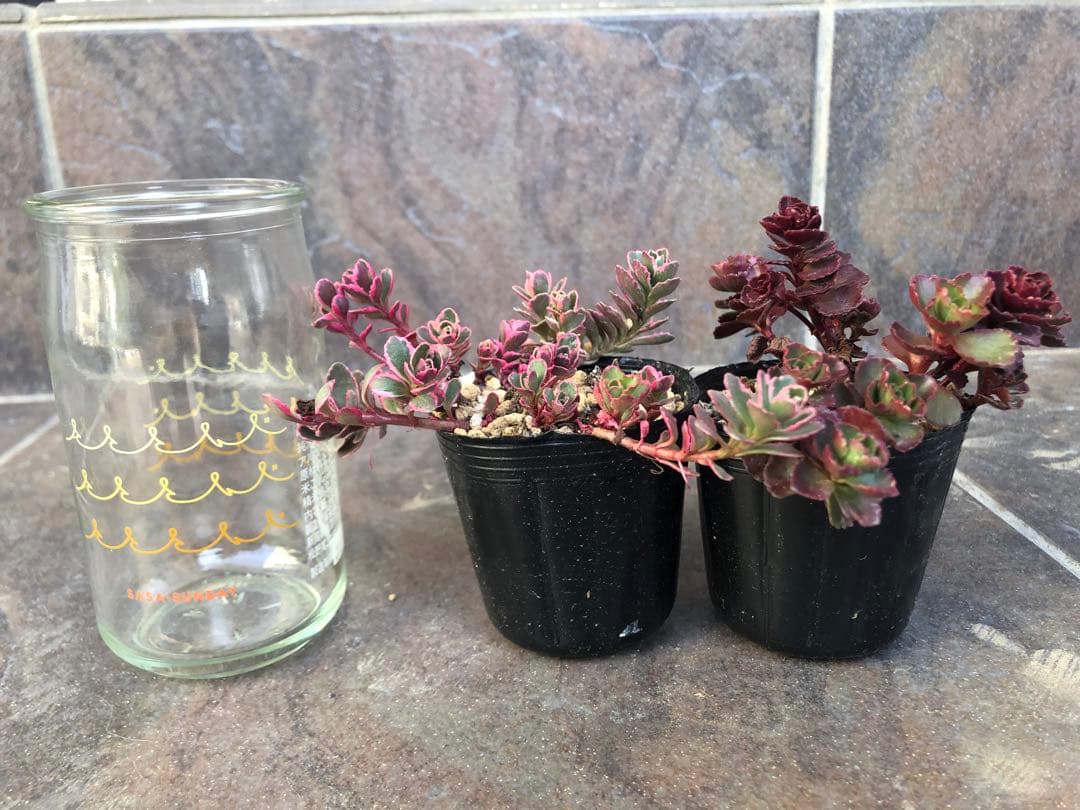 セダム　トリカラーandドラゴンズブラット　　現在の姿4枚目