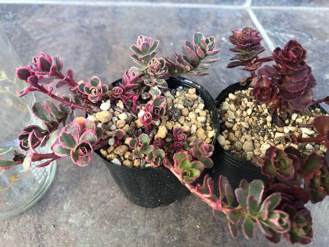 セダム　トリカラーandドラゴンズブラット　　現在の姿4枚目