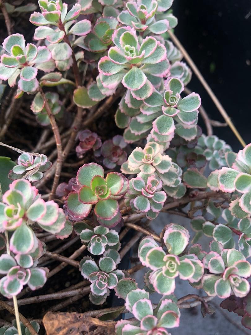 セダム　トリカラーandドラゴンズブラット　　現在の姿4枚目