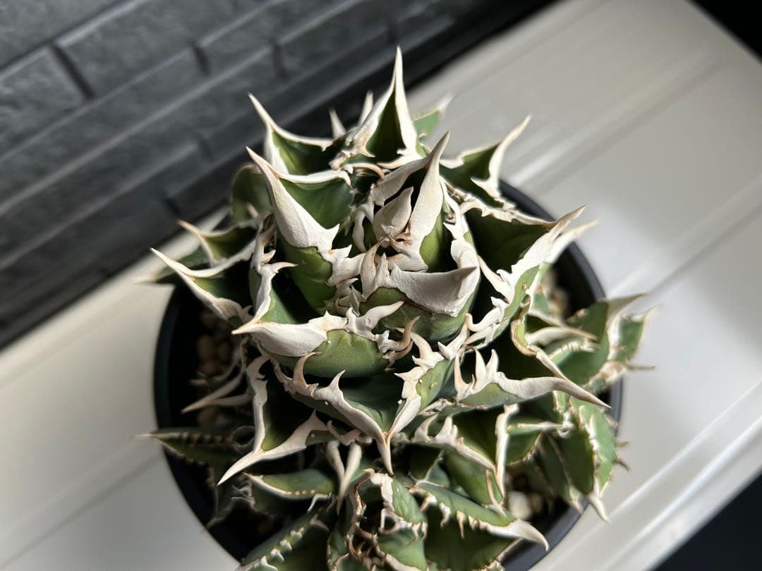 【ラスト】アガベ 大白鯊 ホオジロザメ CJ special Ivory w.a