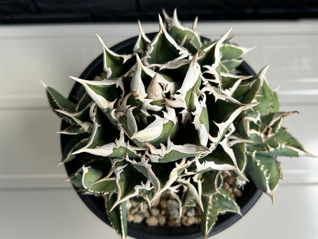 【ラスト】アガベ 大白鯊 ホオジロザメ CJ special Ivory w.a