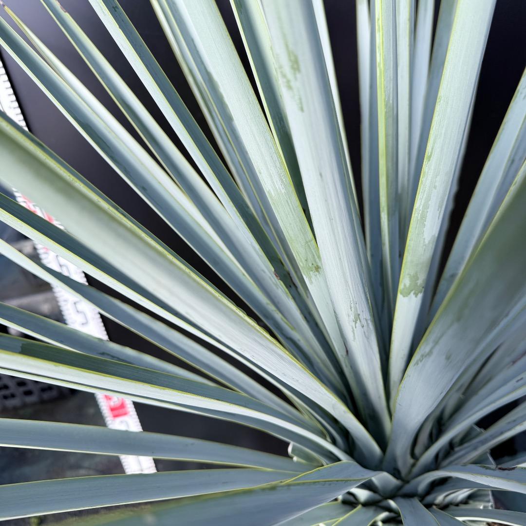 Z*Z様 【AL1128】ユッカ　リギダ