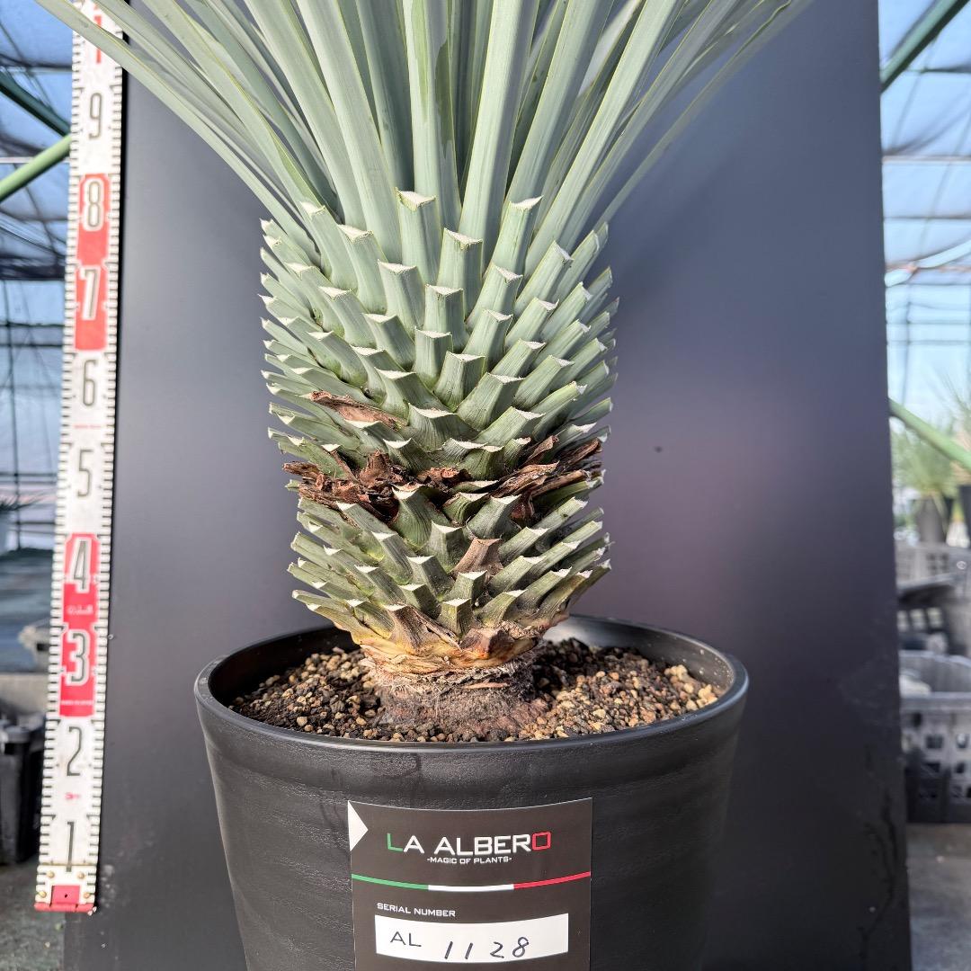 Z*Z様 【AL1128】ユッカ　リギダ