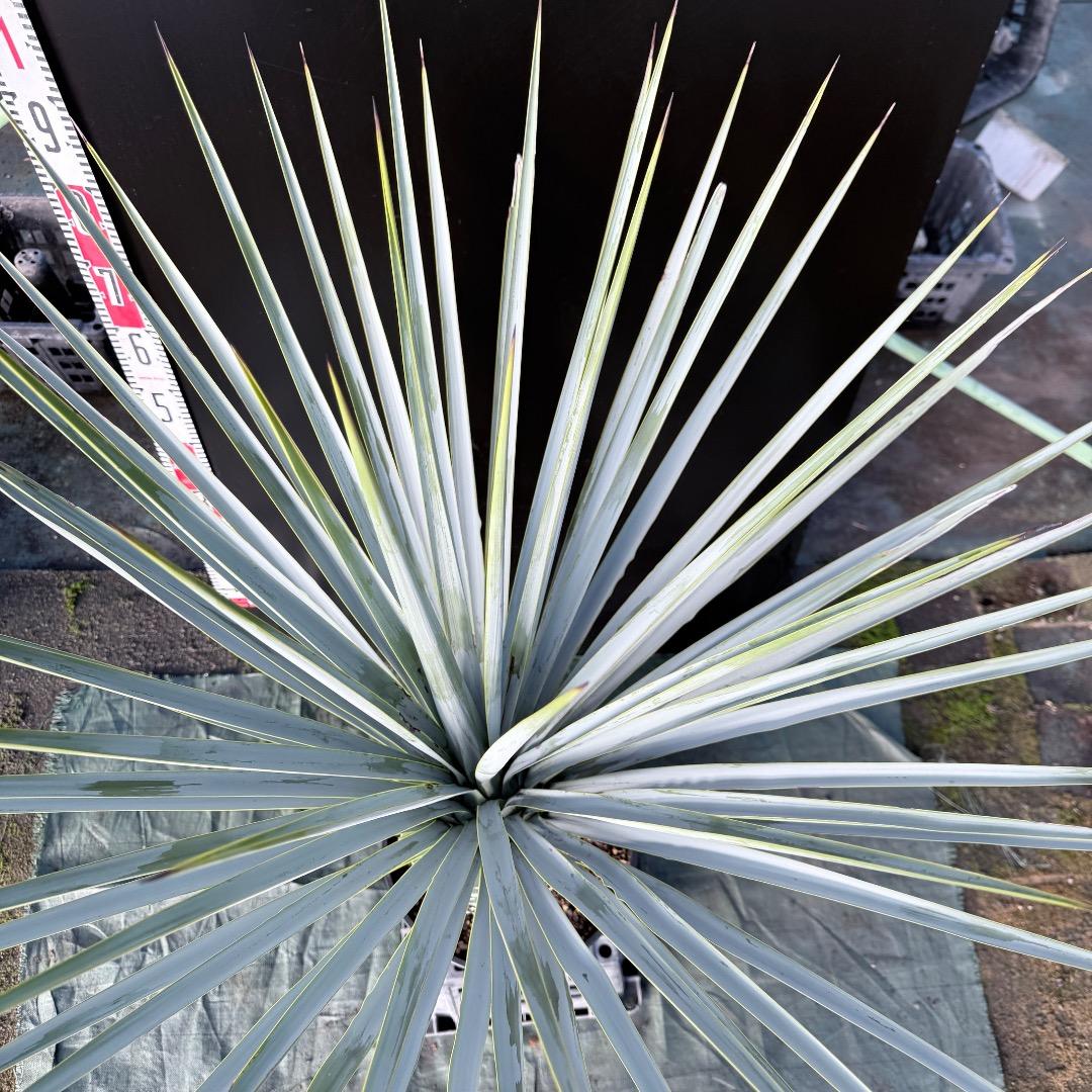 Z*Z様 【AL1128】ユッカ　リギダ