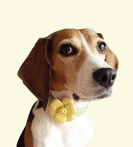 大型犬　フラワー付き高級本革カラーとリードセット　38ｃｍ～46ｃｍ