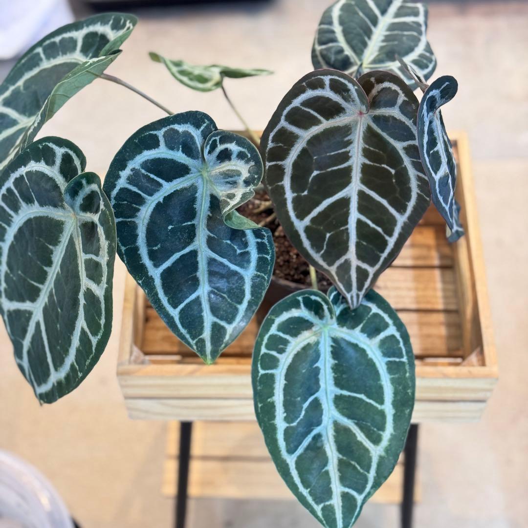 バ*ん様 64 S&P アンスリウム　純系　ピンクレモネード　親株放出　オリジナ