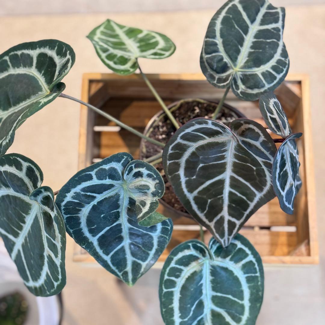 バ*ん様 64 S&P アンスリウム　純系　ピンクレモネード　親株放出　オリジナ