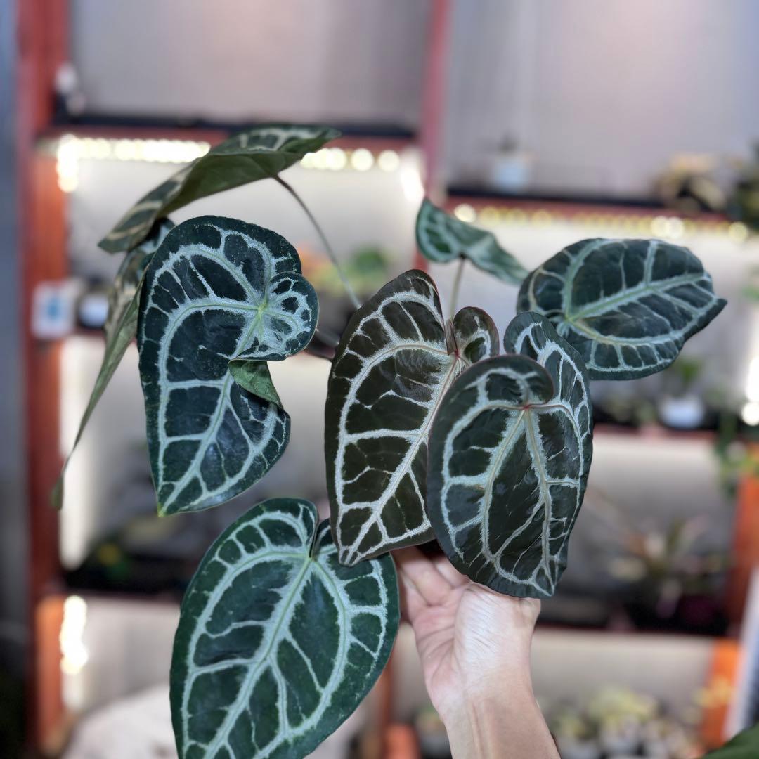 バ*ん様 64 S&P アンスリウム　純系　ピンクレモネード　親株放出　オリジナ