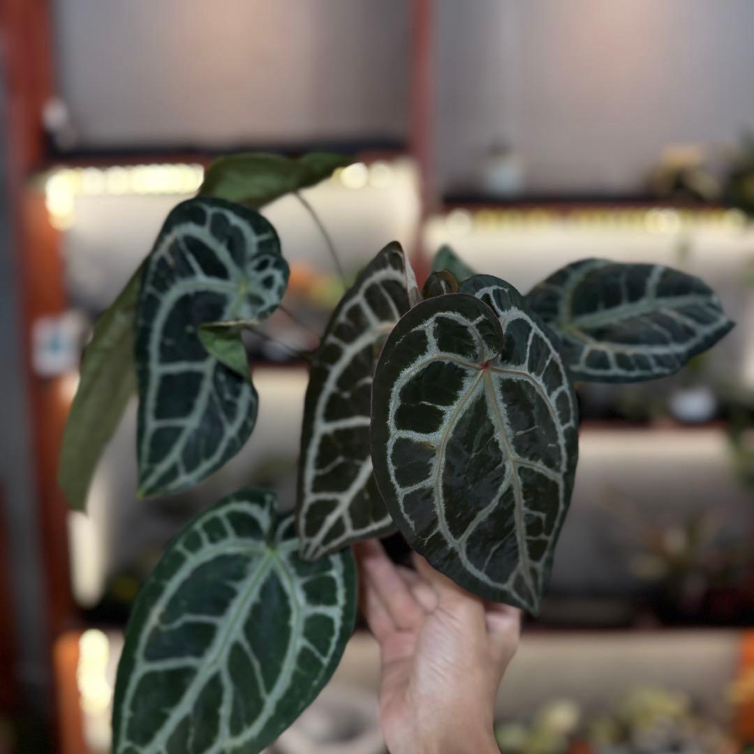 バ*ん様 64 S&P アンスリウム　純系　ピンクレモネード　親株放出　オリジナ