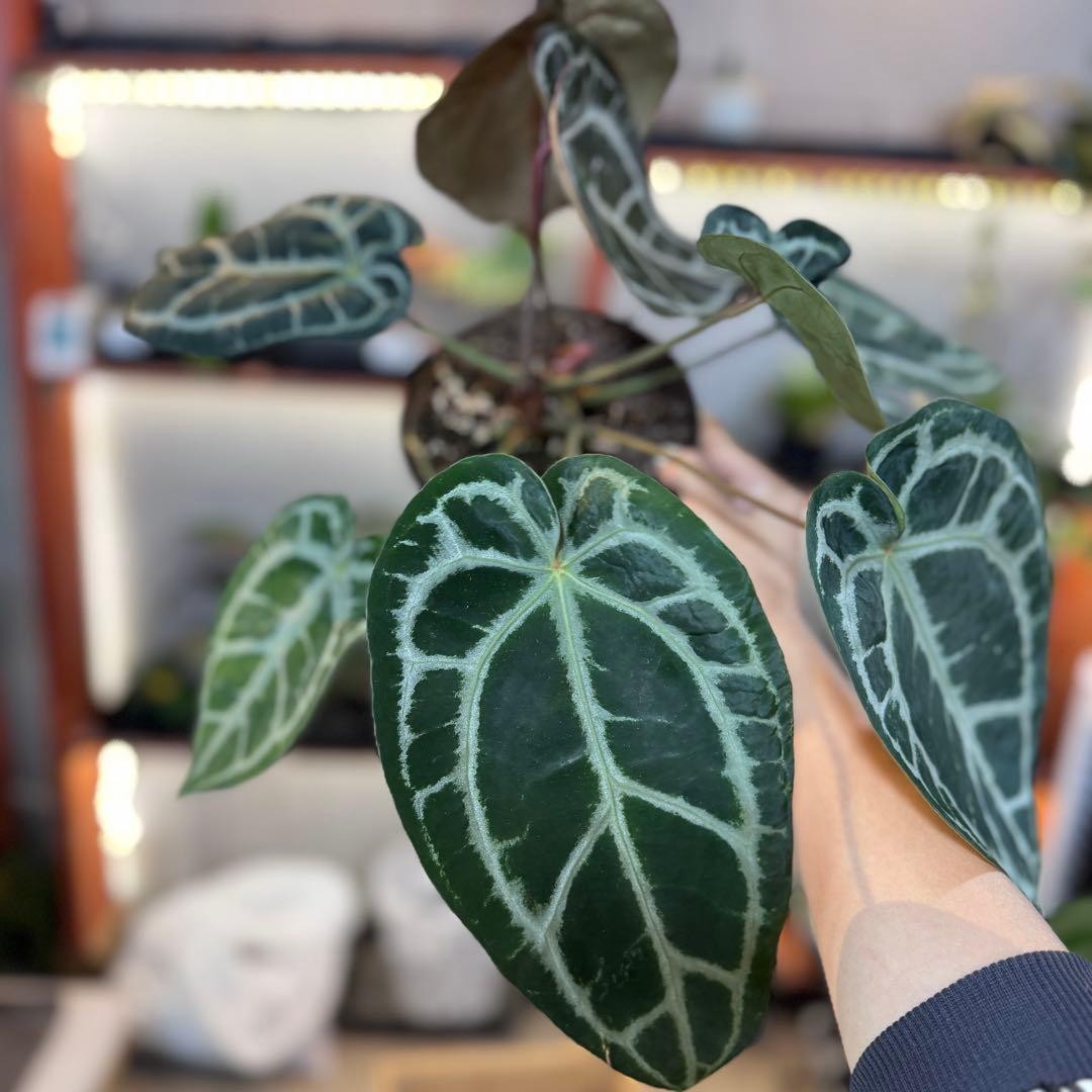 バ*ん様 64 S&P アンスリウム　純系　ピンクレモネード　親株放出　オリジナ