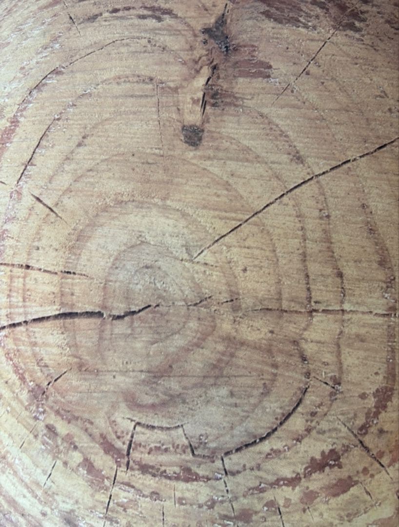 Mero Wings Forest Tree Pod 特大 メロウイングス