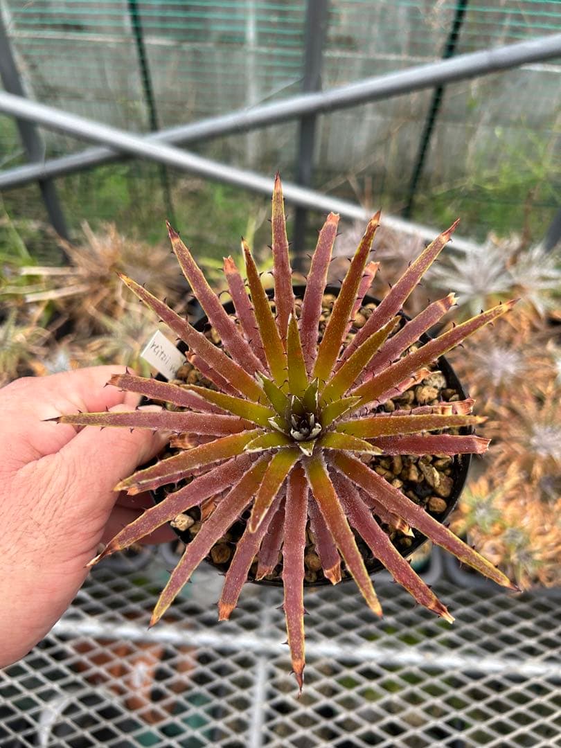 原種 ディッキア Dyckia reitzii rubra large form