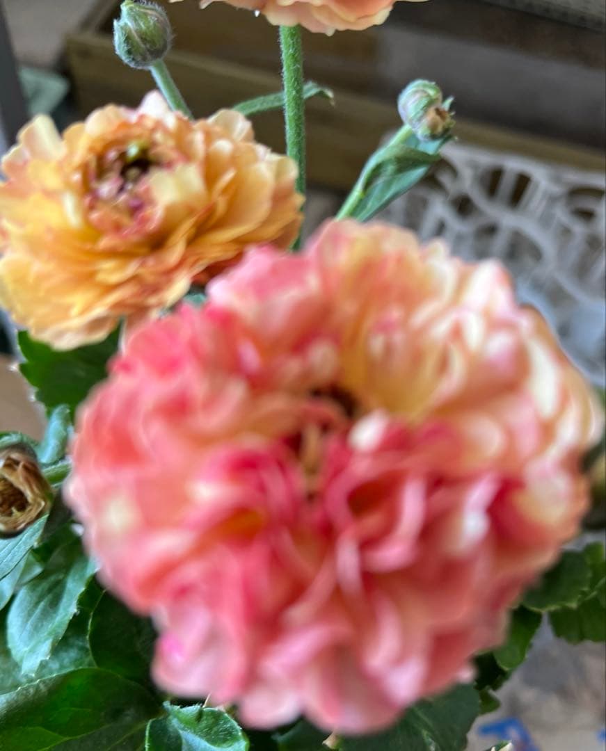 希少　ラナンキュラス イカロス イエローオレンジ　苗４号 宅急便