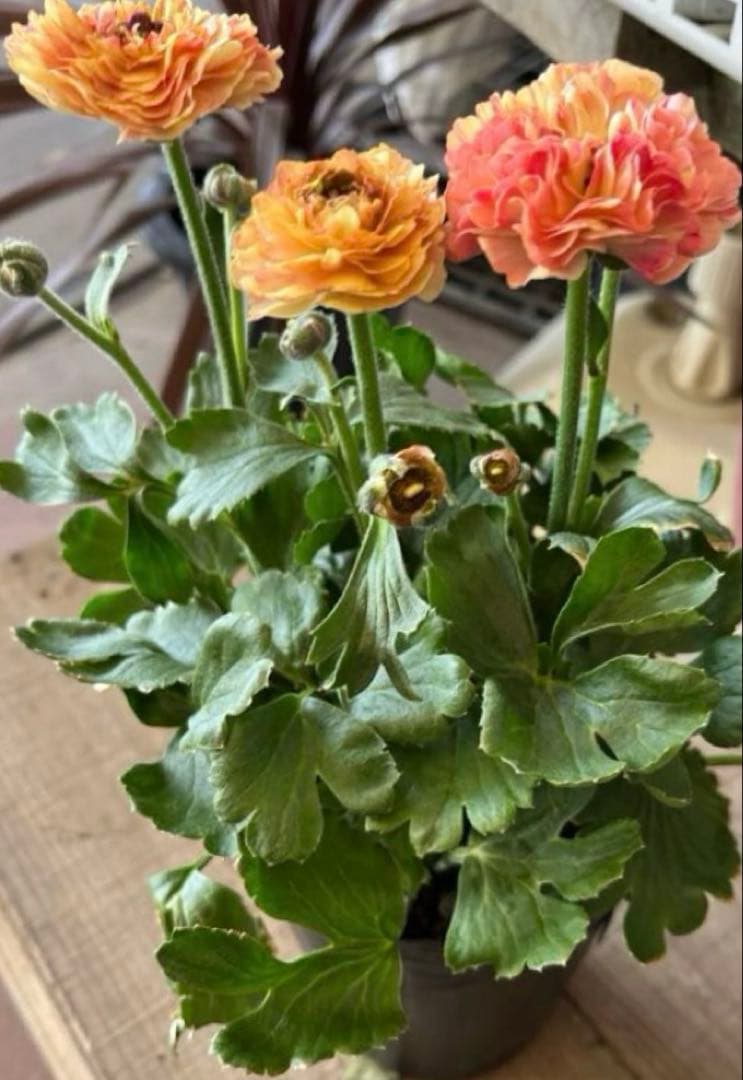 希少　ラナンキュラス イカロス イエローオレンジ　苗４号 宅急便