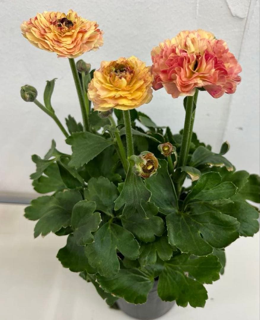 希少　ラナンキュラス イカロス イエローオレンジ　苗４号 宅急便