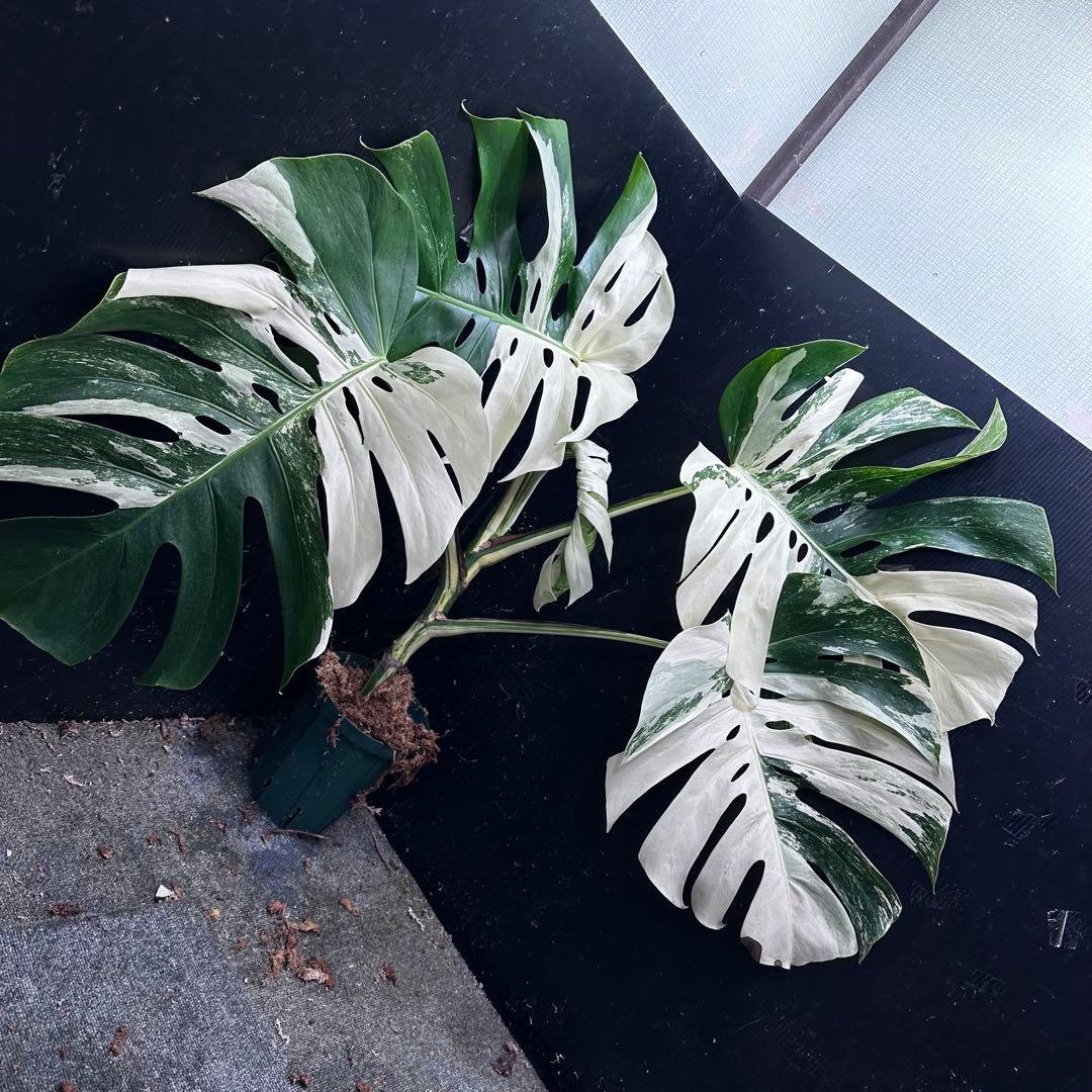 き*き様 斑入りモンステラ ホワイトタイガー極美大株84cm白斑多