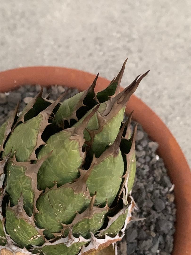 アガベ ホリダ m&m 鉢込み USロックガーデン アイアン キムタク ハーレー