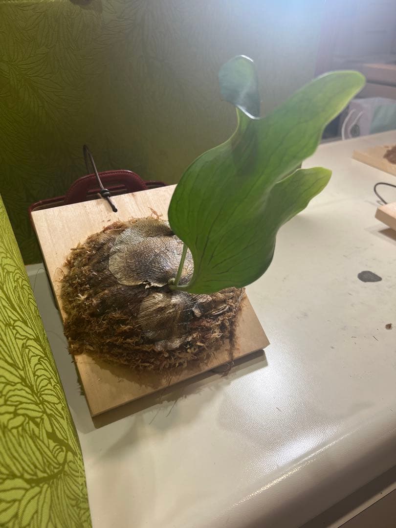 P.Hillii .Dragon OC③ | ヒリー　ドラゴン　板付