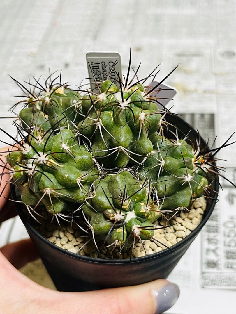 rollys.usa ✨黒棘　加奈留玉(かなるぎょく)群生　コピアポア