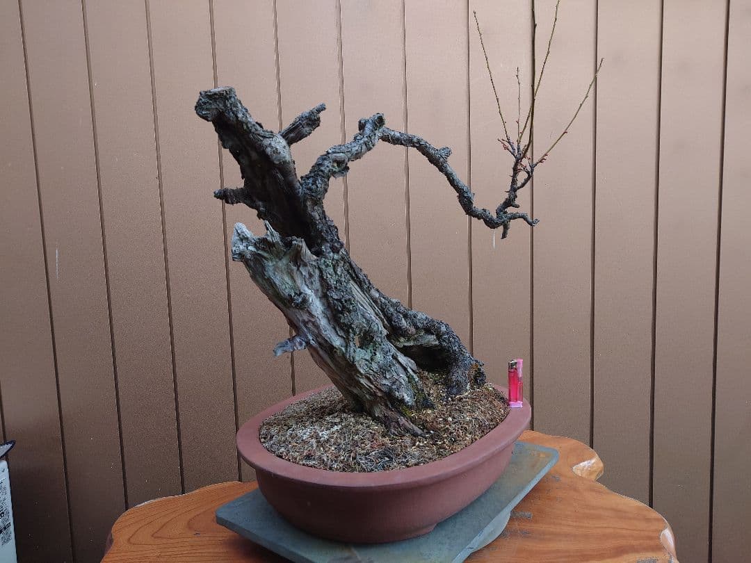 盆栽　野梅(白一重)　樹高65cm