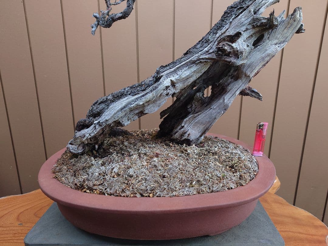 盆栽　野梅(白一重)　樹高65cm